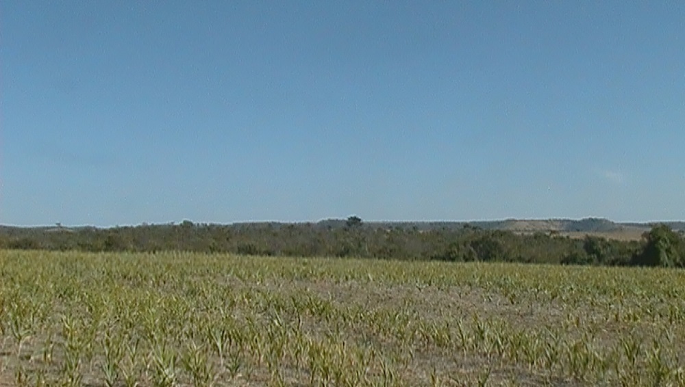 Fazenda Lindíssima com terra de 1º, pronta para plantio e Gado 27 alqueires – Bela Vista/Cristianópolis